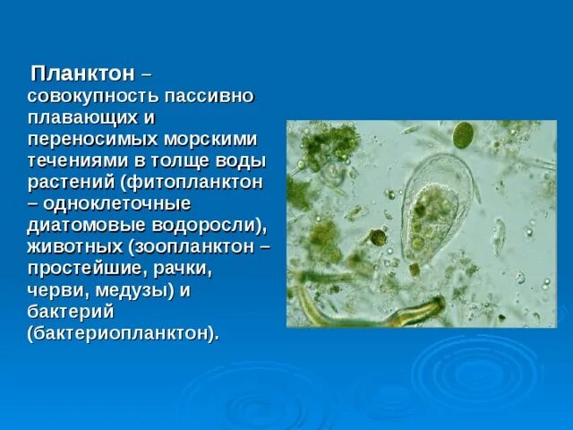 Чем бактерии отличаются от одноклеточных водорослей. Одноклеточные водоросли и бактерии. Одноклеточные водоросли в воде. Отличие одноклеточных животных от бактерий. Бактерии отличия от низших