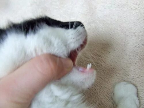 Как открыть рот кошке. Правильная пасть кошек. Как открыть кошке пасть. Как правильно открыть рот кошке.