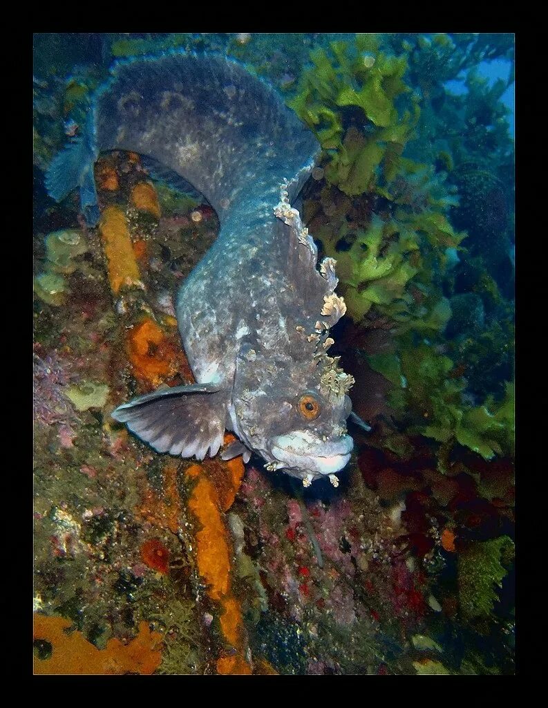 Морская собака экскурсии. Морская собака экскурсии. Морская собака экскурсии. Мохнатоголовая морская собачка. Обыкновенная морская собачка.