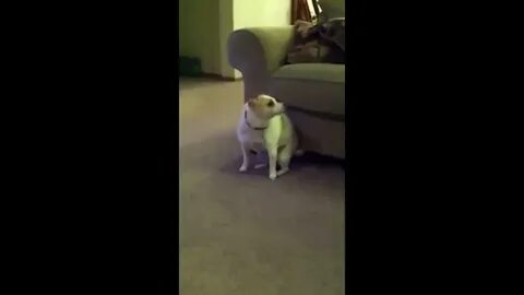 Собака танцует под песню