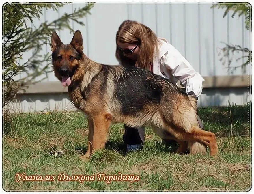 Питомник городище. Питомник городище