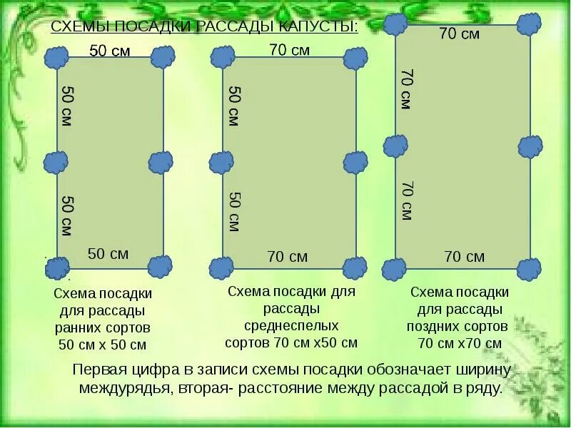 На каком расстоянии сажать разные сорта. Схема посадки капусты белокочанной. Схема посадки рассады капусты белокочанной в открытом грунте. Схема посадки ранней капусты. Схема посадки ранней белокочанной капусты.