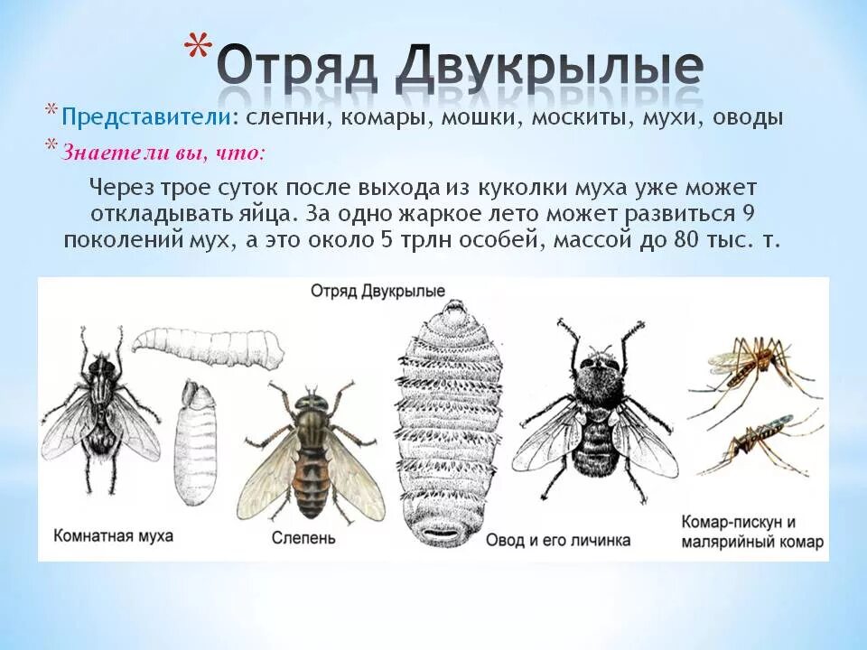 Отряд двукрылые мухи. Двукрылые насекомые представители. Двукрылые оводы. Представители двукрылых мух. Краткая характеристика отряда Двукрылые.