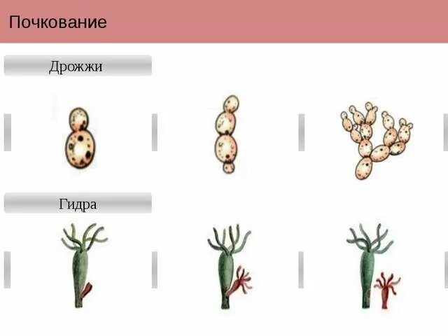 Как происходит почкование. Почкование бесполое размножение. процесс почкования гидры рисунок. размножение гидры почкование. размножение дрожжей почкованием рисунок.