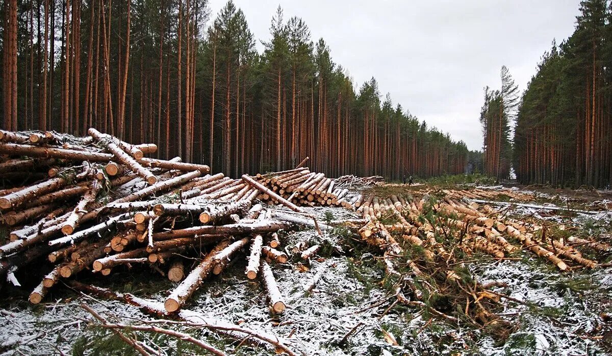 Вырубленные леса Урала. Вырубка лесов. Экология вырубка лесов. Вырубка лесов экологическая проблема.