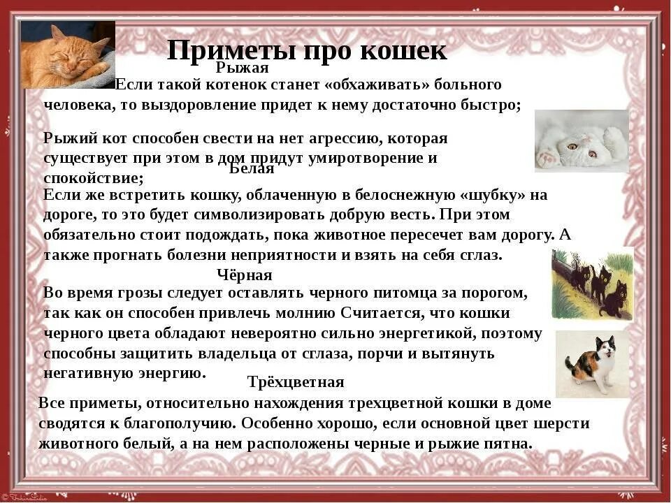 Кошка пришла и ушла. Приметы про кошек. Приметы о котах и кошках. Приметы и суеверия про кошек. Приметы про кошек в доме.