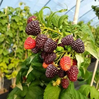 Ежемалина кумберленд описание сорта