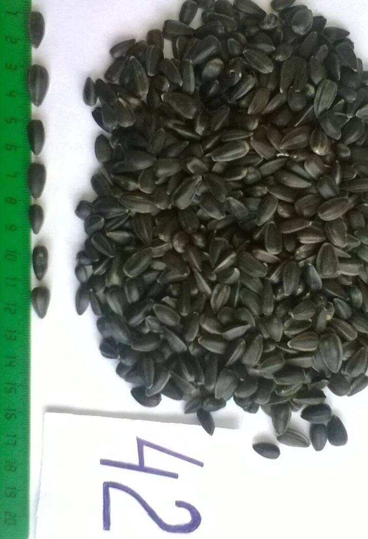 кондитерский семечки. влажность подсолнечника. фракции подсолнечника. подсолнечник калиброванный. семечки калиброванные.