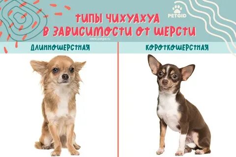 Типы чихуахуа