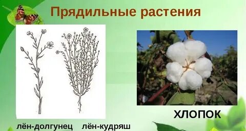 Прядильные растения 2 класс