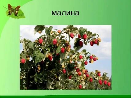Кустами 2 разбор