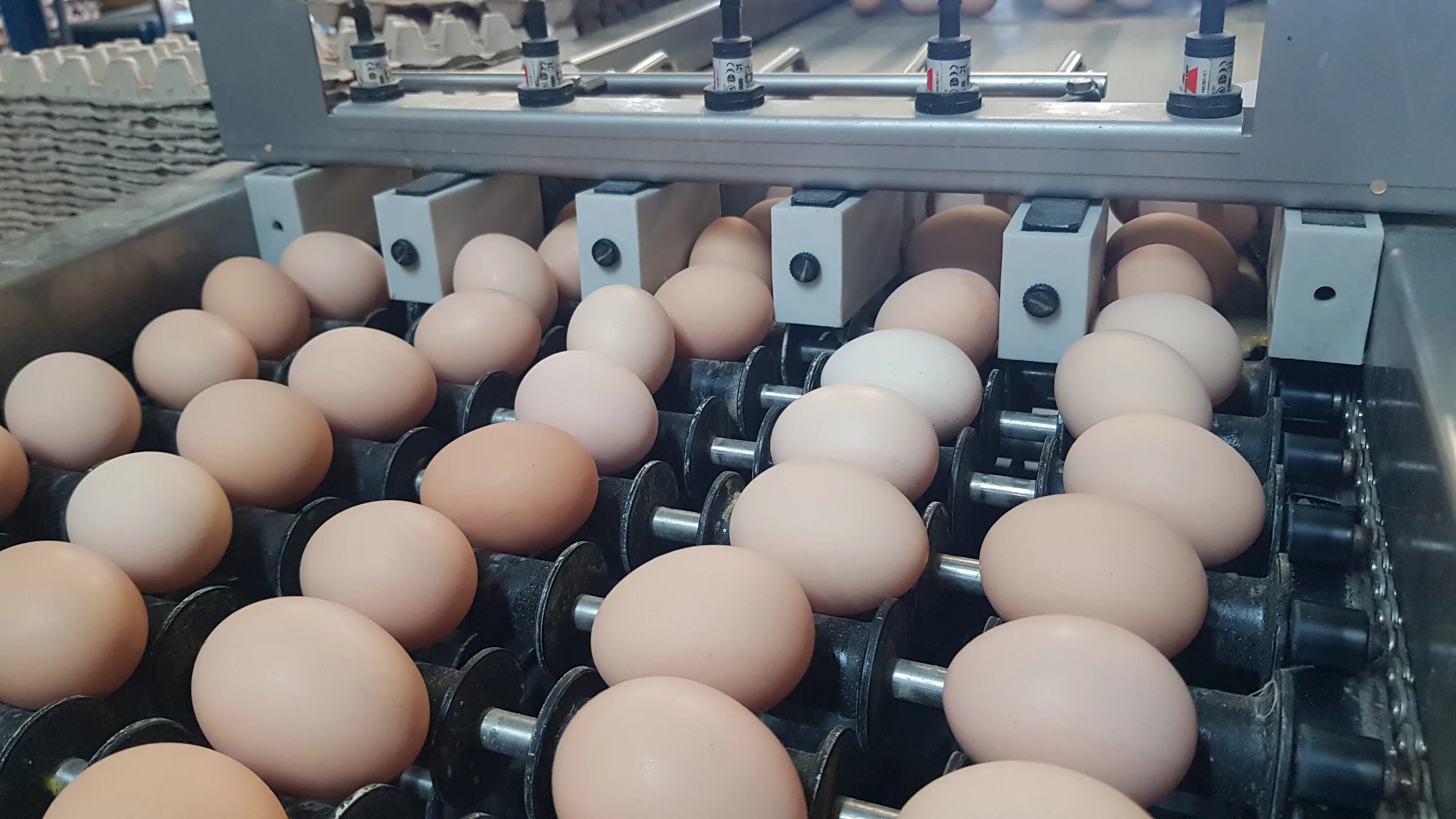 Птицефабрика островная Южно-Сахалинск. Яйца производители. Производство яиц. Птицефабрика островная. Купить яйца в ленинградской