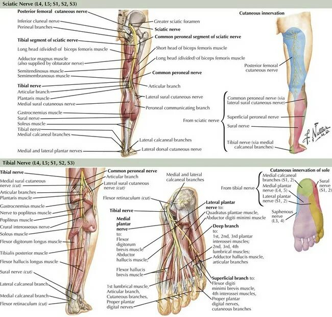 Невропатия нижних конечностей лечение. Невропатия малоберцового нерва. Невропатия конечности нижних конечностей. Нервы нижней конечности. Нервы в ногах схема.