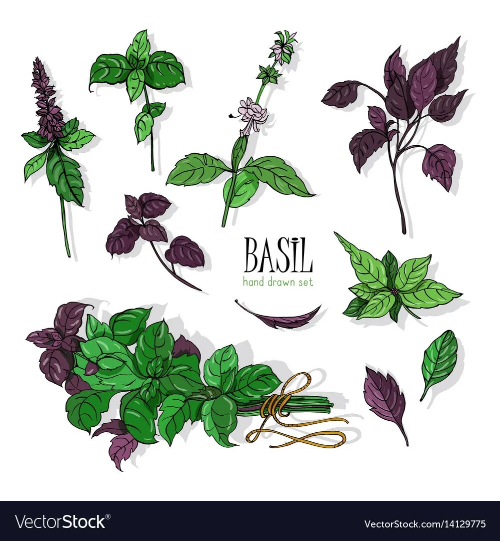 Пряный базилик. Из букв базилик. Табак базилик. Базилик тонколистный. Из букв базилик.