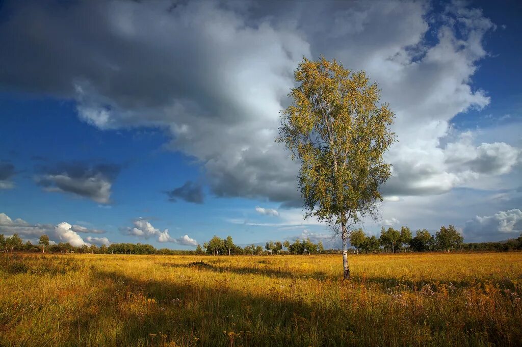 Родные перелески. Осеннее поле. Береза в поле. Берёзы на поле осенью. Под березой.