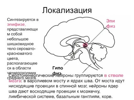 Шишковидная железа за что отвечает