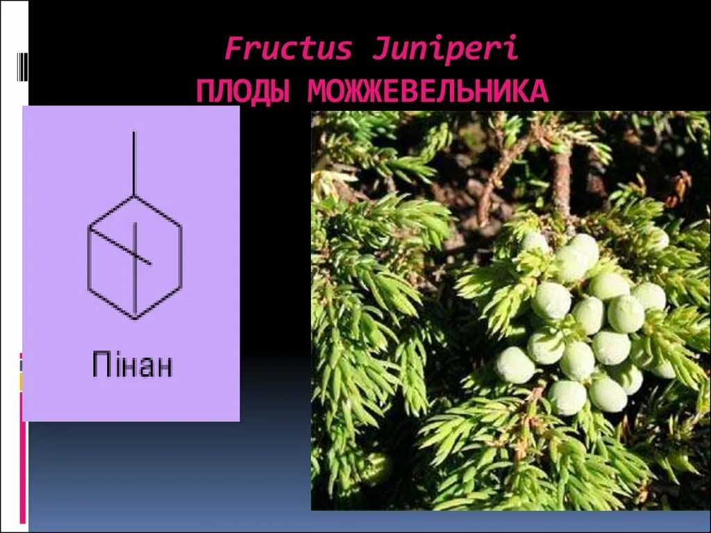 Плоды на латинском. Fructus juniperi. можжевельник плоды. можжевельник классификация. можжевельник тип плода.