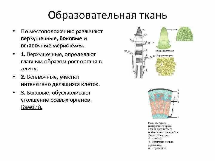 Образовательная ткань растений особенности. Меристема ткань растений строение. Строение образовательной ткани растений. Строение меристемы растений. Образовательные ткани растений строение и функции.