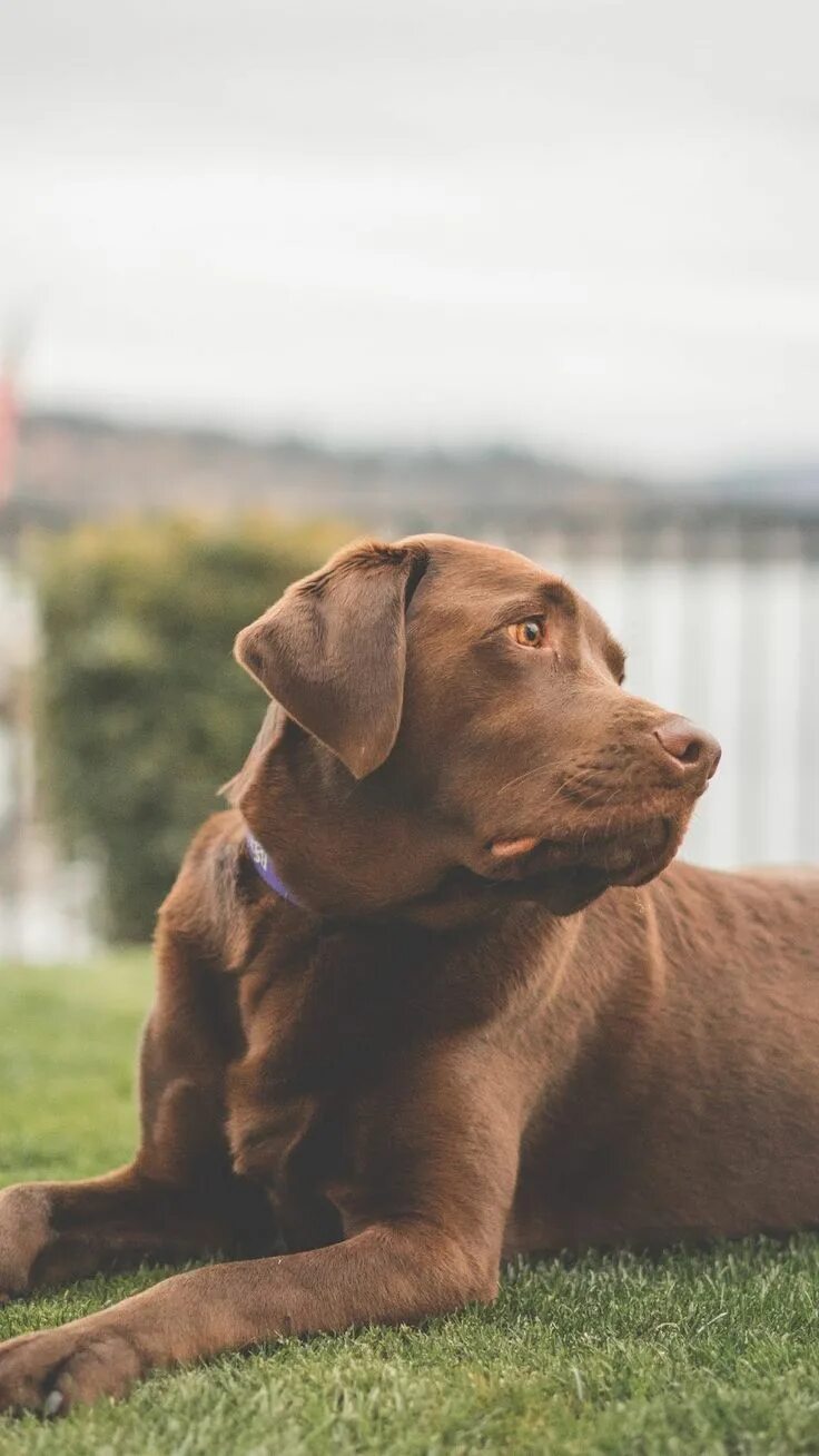 Dogs is brown. Dogs is brown. Лабрадор ретривер шоколад. Лабрадор ретривер коричневый. Лабрадор коричневый.