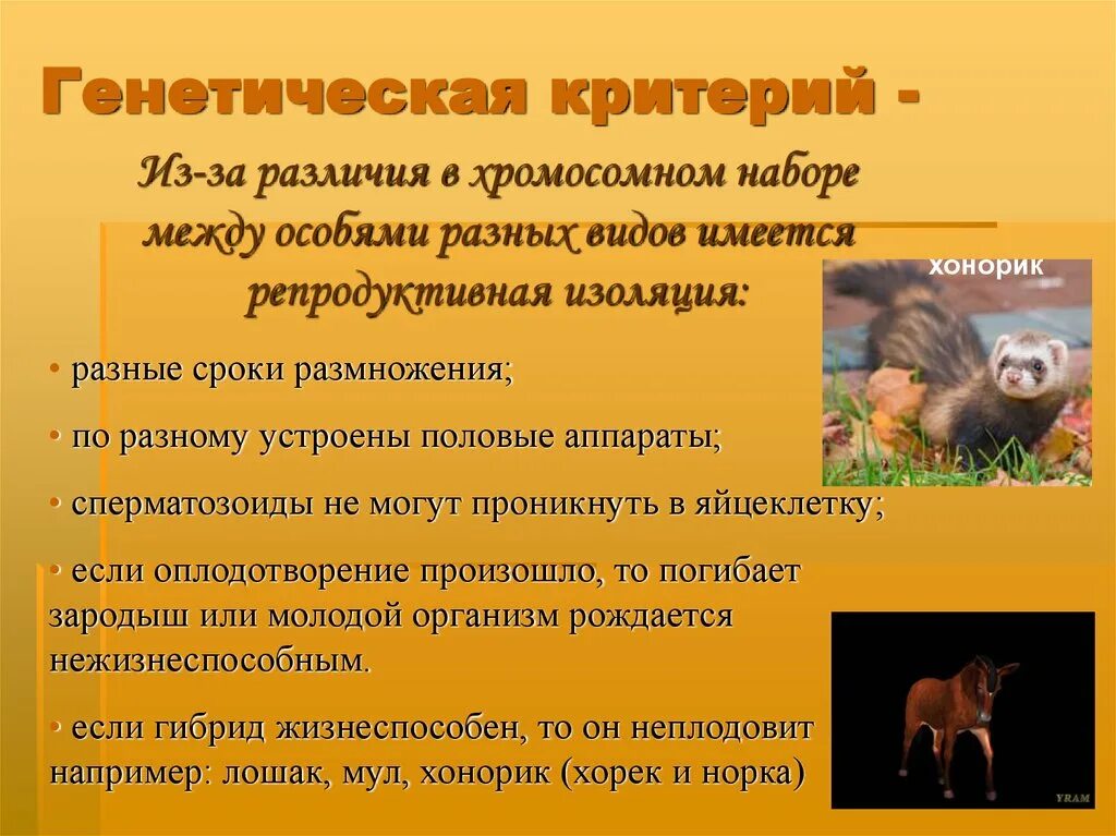 Критерии животных