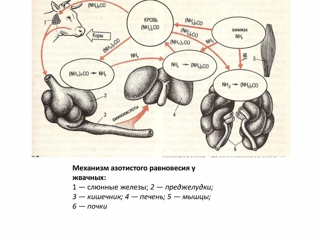 Замедление метаболизма у животных. Обмен веществ у животных схема. особенности углеводного обмена у жвачных. кишечник жвачных животных. метаболизм у жвачных.