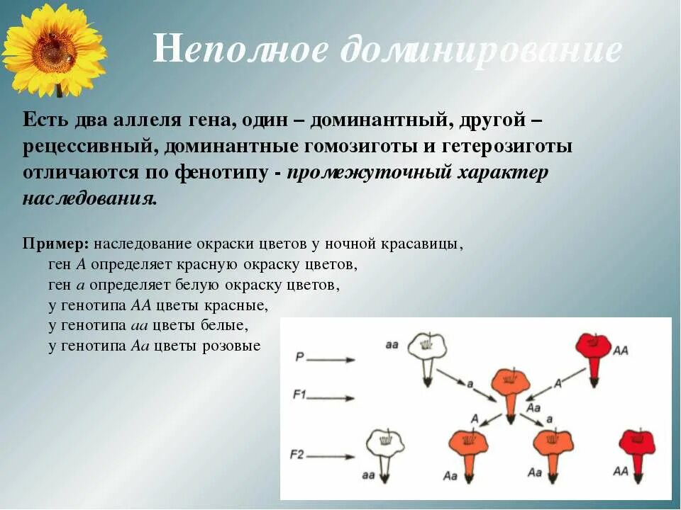 Моногибридное скрещивание неполное доминирование. Наследование при неполном доминировании. Промежуточный характер наследования неполное доминирование. Наследование окраски у ночной красавицы. Полное доминирование аллельных генов