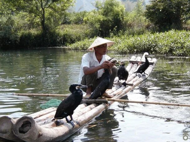 Река ли рыбалка на реке. Рыбалка с бакланами. Рыбалка в Китае. Ловля рыбы с бакланами в Китае. Ловля рыбы с помощью Бакланов.
