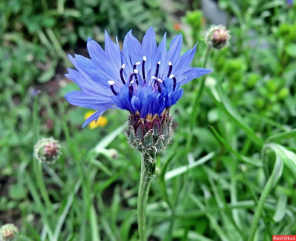 василек синий сорное растение. василек синий (centaurea cyanus). василек полевой медонос. василек синий сорное растение. василёк боровой.