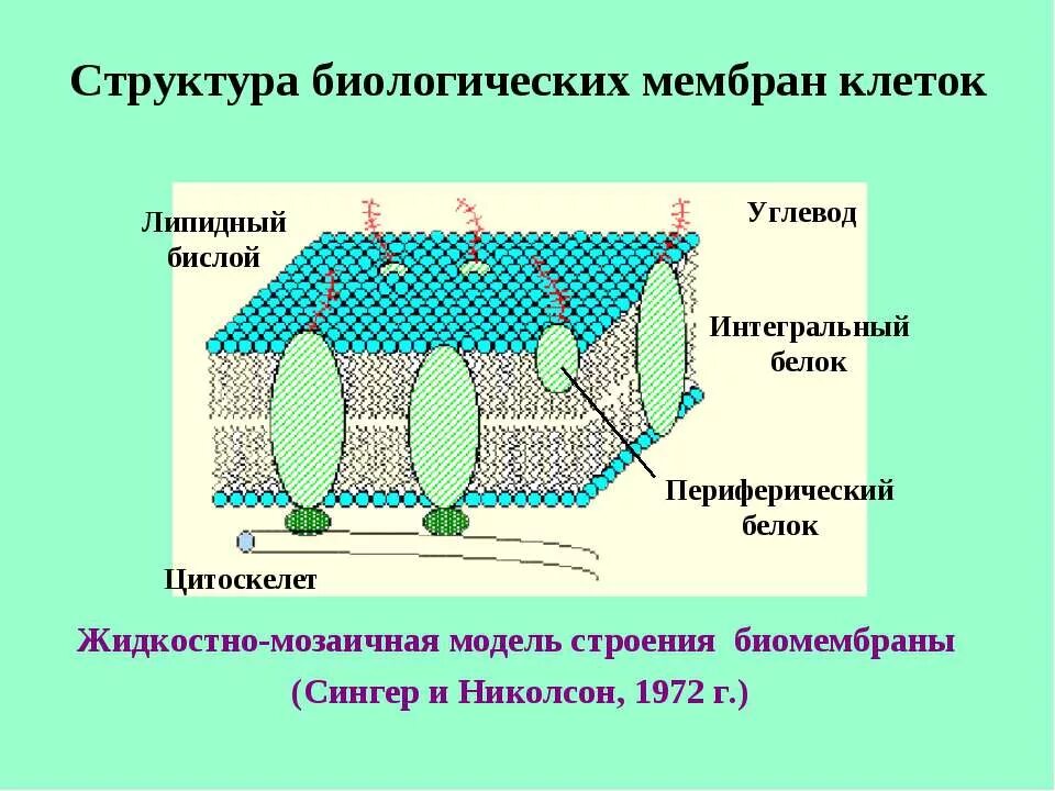 Структура биологической клетки. Строение жидкостно-мозаичной модели биологической мембраны. Схема строения биологической мембраны биохимия. Жидкостно-мозаичная модель строения мембраны. Жидкостно-мозаичная модель строения мембраны (Сингер, Николсон, 1972);.