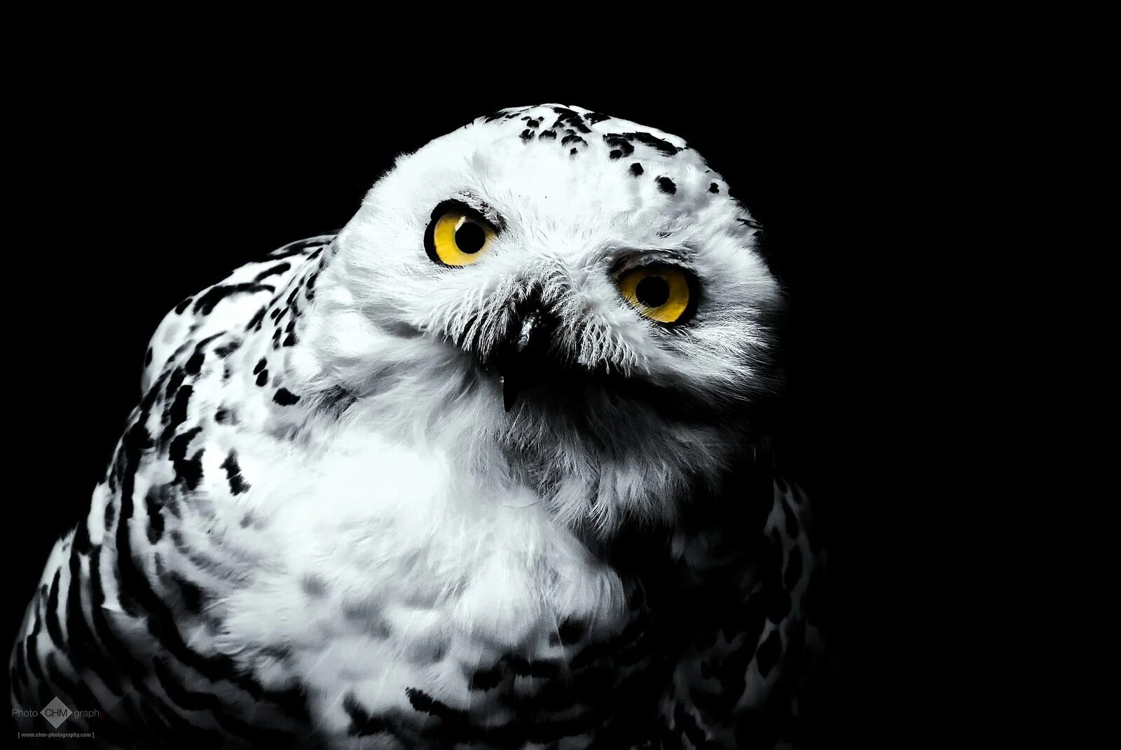 Полярная сова арт фэнтези. Белая сова ночью. Белая сова ночью. Совы полярные. Сова на фоне луны.