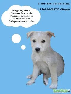 Тексты отдам щенков