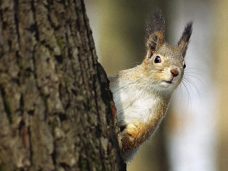 белка джипег. белка пугливая. испуганная белка. удивленная белка. белка выглядывает.