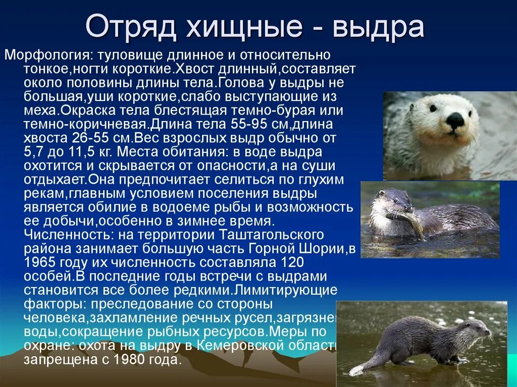 Выдра класс животных. Выдра класс животных