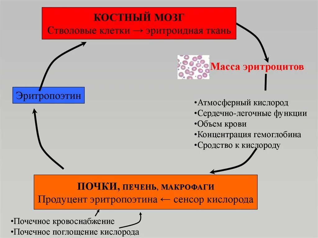 Эритропоэтин функции. Клетки мишени эритропоэтина. эритропоэтин в крови. клетки вырабатывающие эритропоэтин. концентрация эритропоэтина.