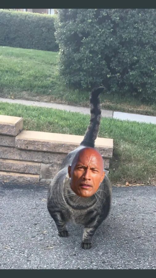 мейн кун омар. котозавр рекс. сильный кот. большой рыжий кот мейн кун. самого сильного кота.