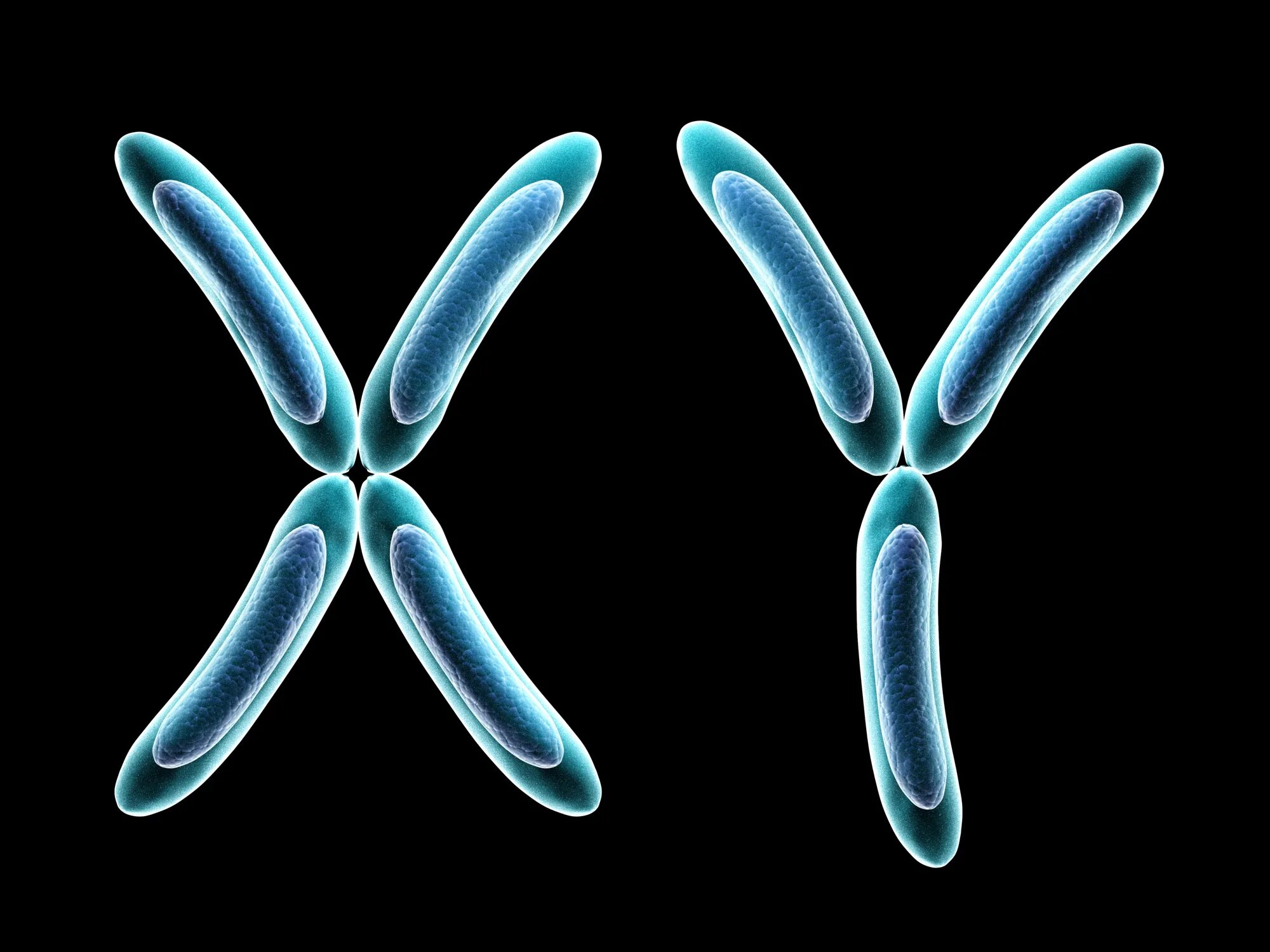 Вторая х хромосома. Y хромосома. Гены х хромосомы. Половая мужская хромосома. X И Y хромосомы.