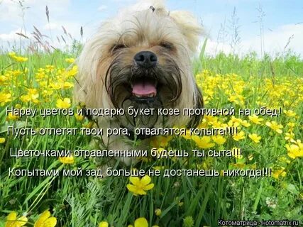 Нарву цветов и подарю