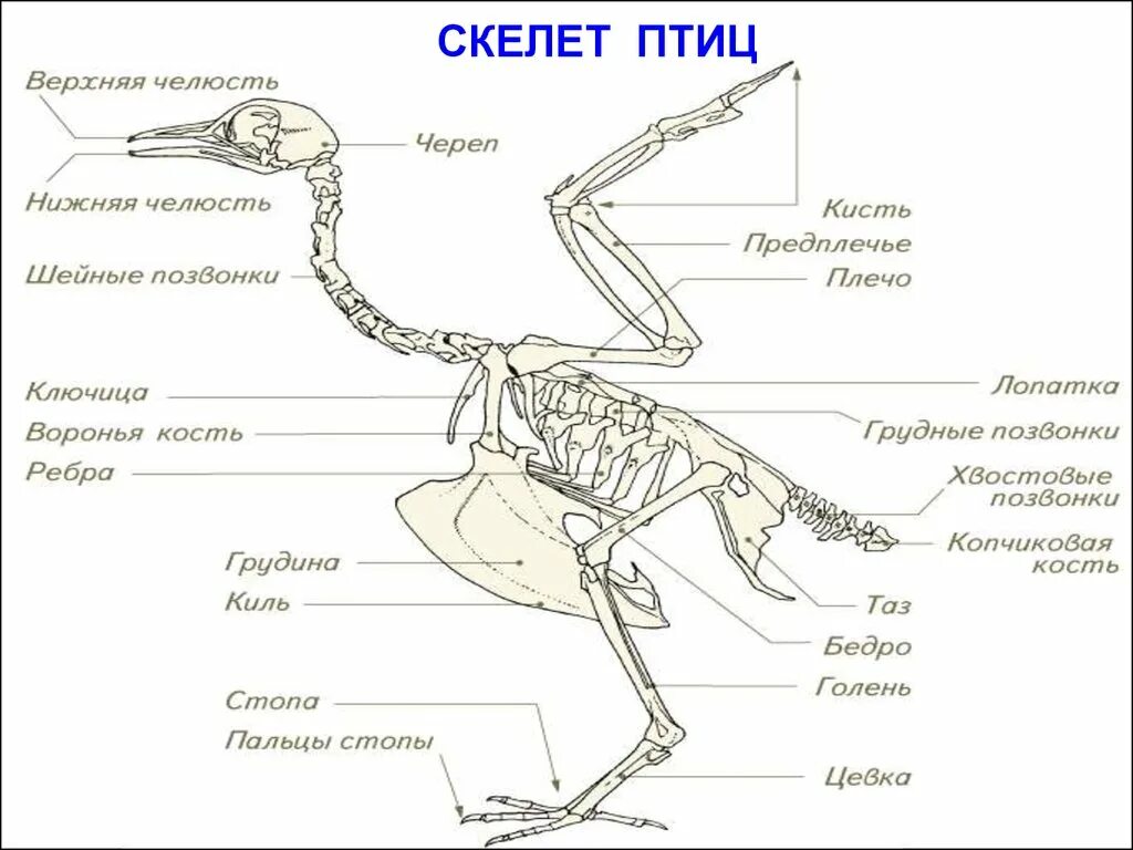 Особенности скелета птиц 7 класс. Опорно двигательная система птиц скелет. Опорно двигательная система птиц 7 класс биология. Опорно двигательная система птиц 7 класс скелет. Опорно двигательная система птиц отделы скелетов.