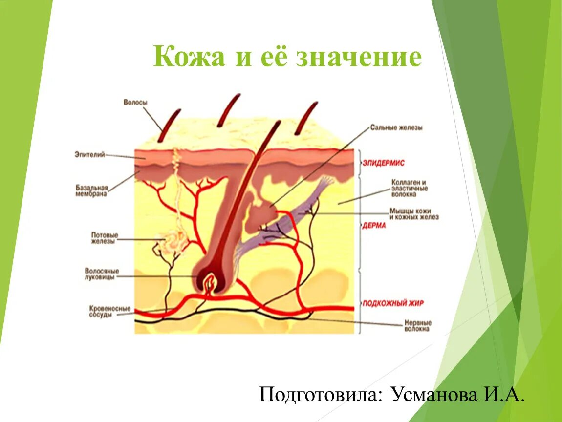 Урок кожа 8 класс биология. Кожа человека. Значение кожи. Презентация на тему кожа человека. Строение и значение кожи.