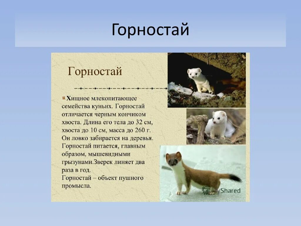 Сообщение животные и растения тундры. Сообщение о любых животных. горностай краткое описание. доклад о доклад о горностае. горностай доклад.