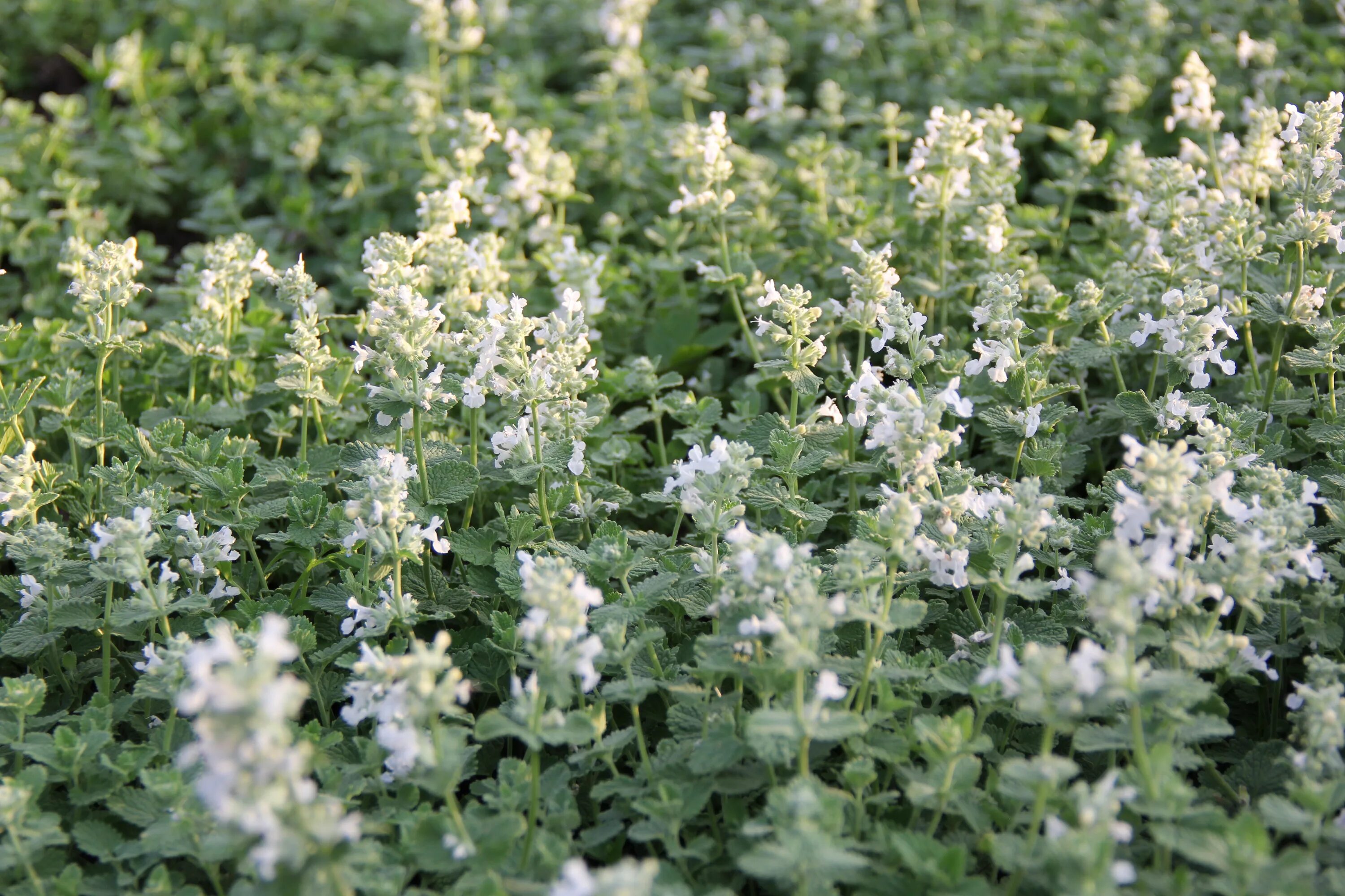 Котовник сорта и виды. Котовник фассена. котовник (nepeta). котовник лимонный.