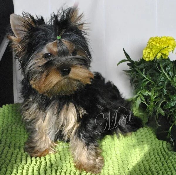 питомник йоркширских терьеров спб. питомник люкс. питомник йоркширских терьеров спб. питомник йоркширских терьеров спб. воронежский питомник йорк терьеров.