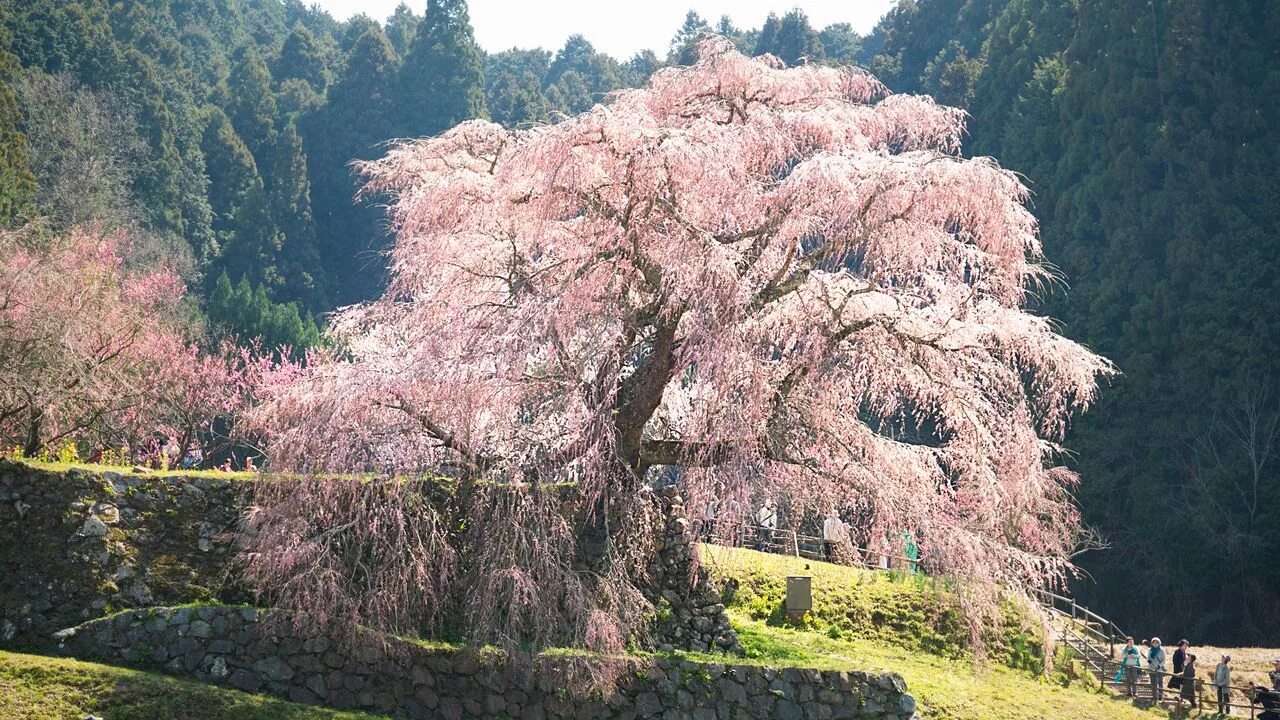 Гора Есино Япония сад Сакуры. Сакура плакучая. Сакура Фую-дзакура. Цветение персика в Японии. Сакура история