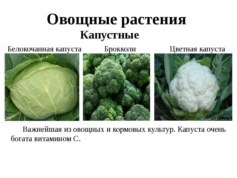 Капуста для презентации. Происхождение сортов капусты. Культурные растения капуста. Капуста семейство крестоцветные. Капуста белокочанная биология 6 класс.