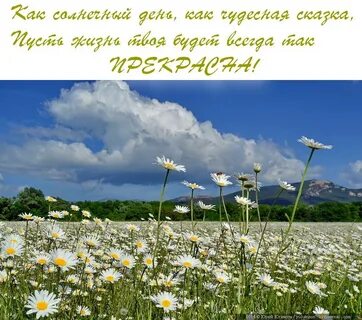 Песня на поляне средь ромашек ты