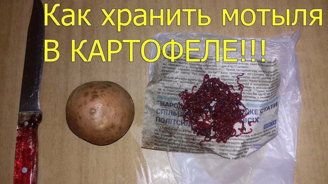 Как сохранить мотыль для рыбалки в домашних. Хранение мотыля в картошке. Хранение мотыля для рыбалки.