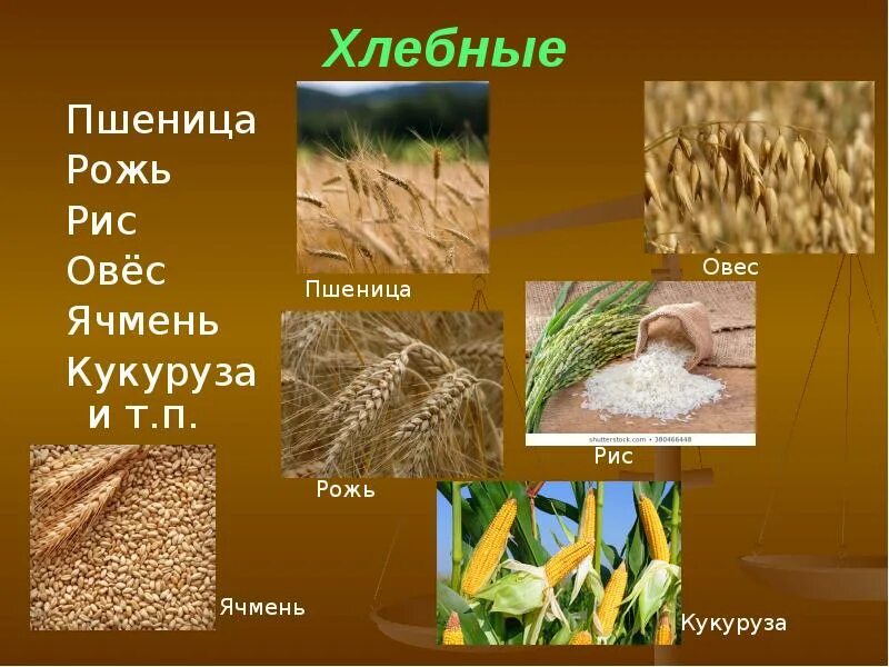 Как выглядит пшеница для 4 класса описание Наталья Шихова ВКонтакте