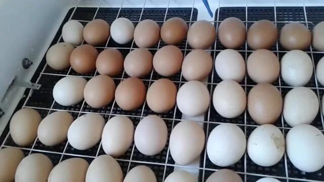 Можно ли подложить под курицу яйца. Инкубатор 104 гусиные яйца. Закладка куриных яиц в инкубатор Несушка. Инкубатор "птичка 100ц". Инкубатор гусиные яйца Золушка.