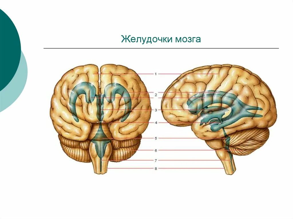 Складчатая поверхность головного мозга. Схема желудочков мозга человека. Боковые 3 желудочки мозга. Боковые желудочки мозга на препарате. Желудочки головного мозга в разрезе.