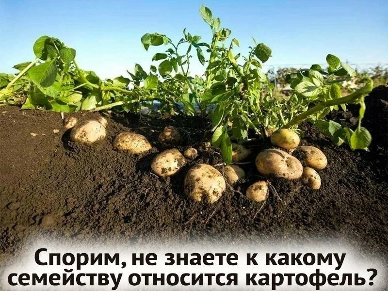 Посадка картофеля. Клубень картофеля. Картофель куст. Возделывание картофеля.